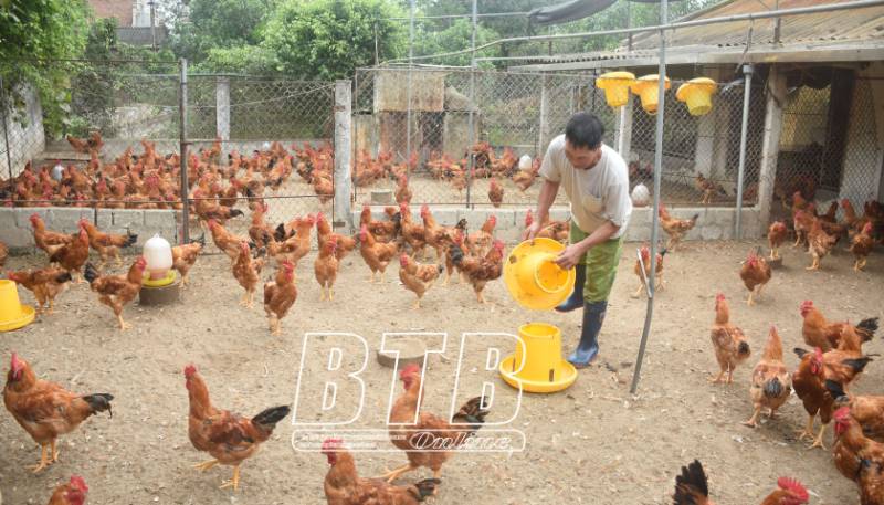 giá gà thịt