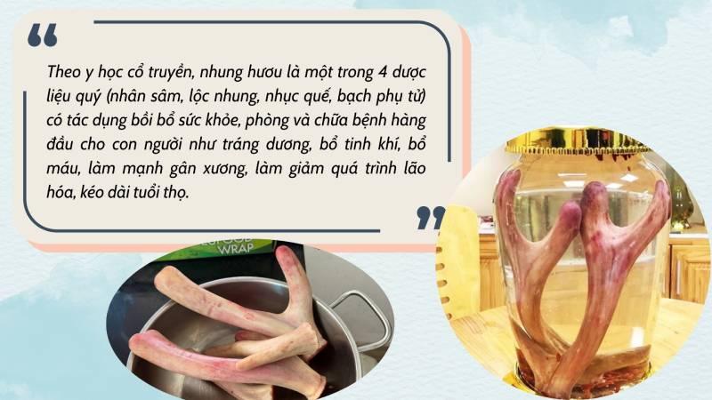 nuôi hươu lấy nhung
