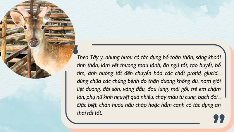 nuôi hươu lấy nhung
