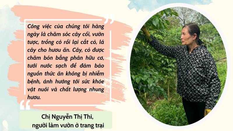 nuôi hươu lấy nhung