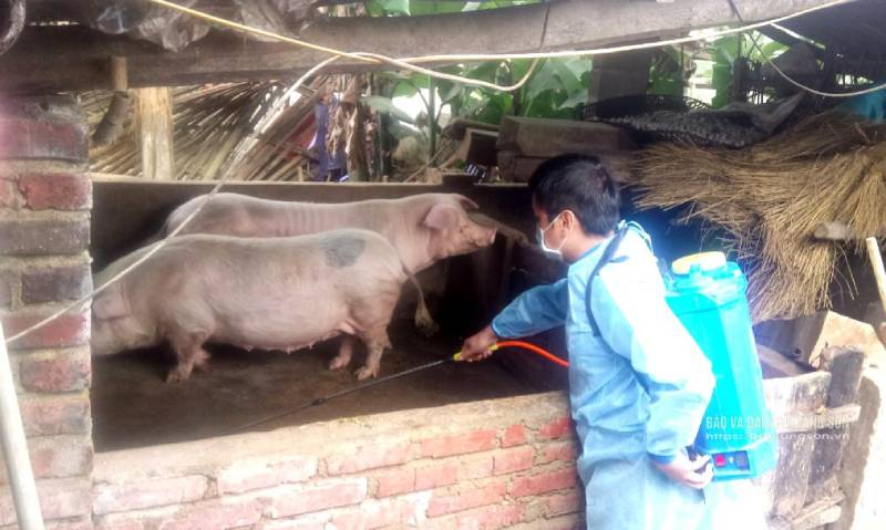 dịch tả lợn châu Phi