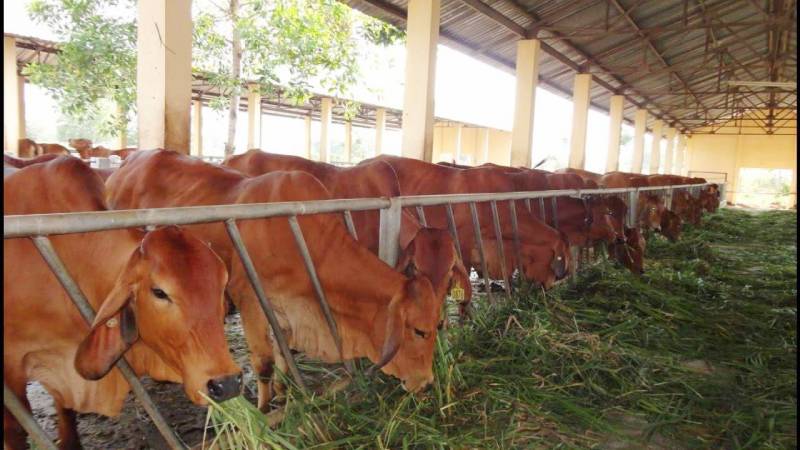bệnh sán lá gan ở bò
