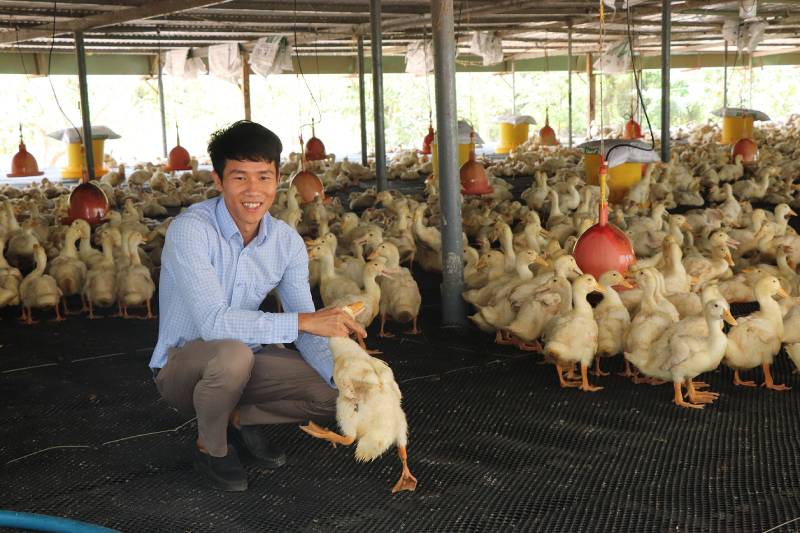nuôi vịt trên sàn