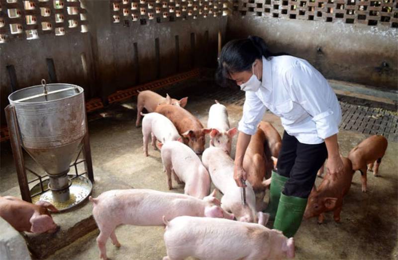 đối tượng tiêm vắc xin lở mồm long móng