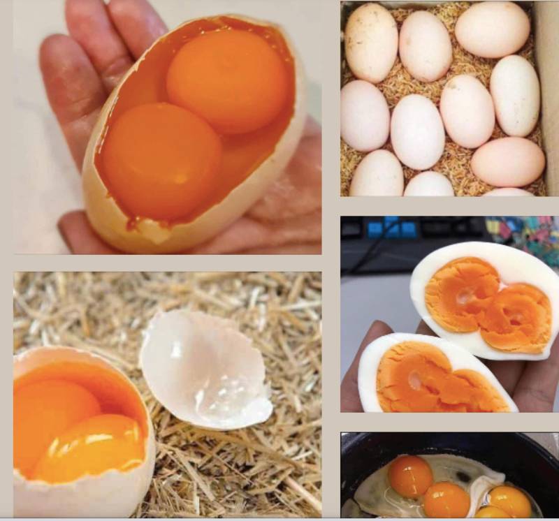 Trứng gà 2 lòng đỏ
