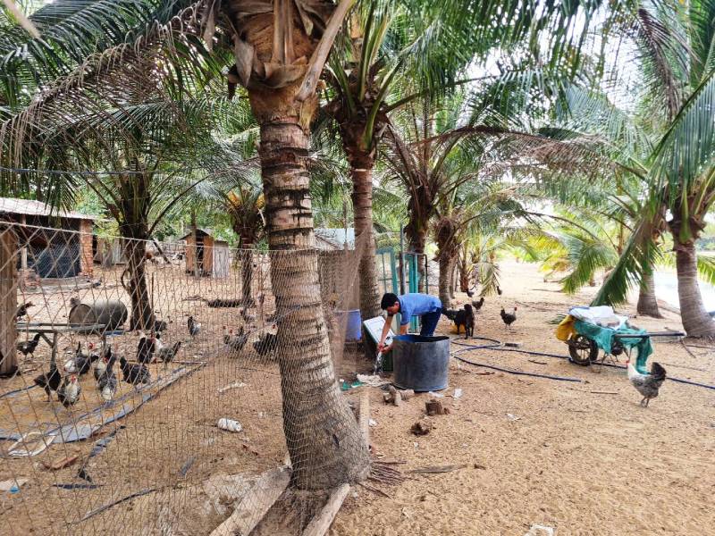 nuôi gà ai cập hữu cơ