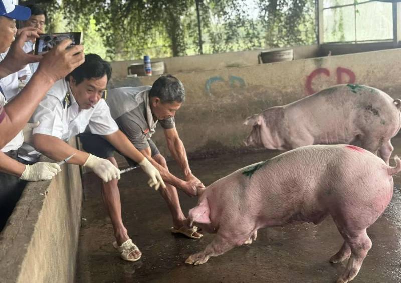 kiểm tra lò mổ C.P