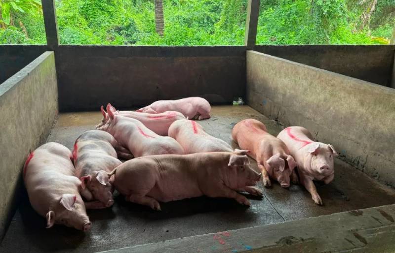 kiểm tra lò mổ C.P