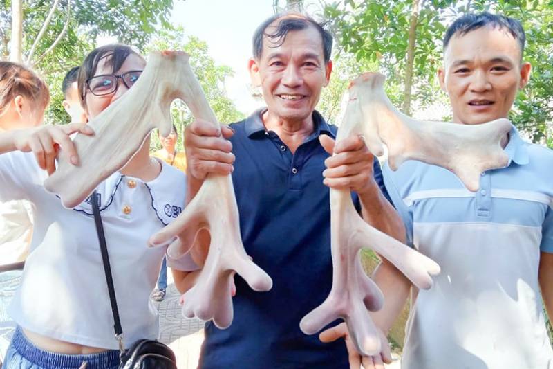 nhung hươu 45 triệu đồng