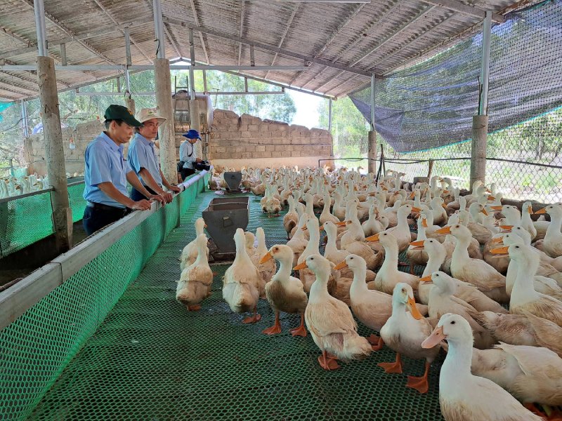 nuôi vịt trên sàn
