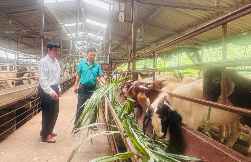 trang trại dê lớn