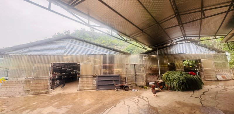 trang trại dê lớn