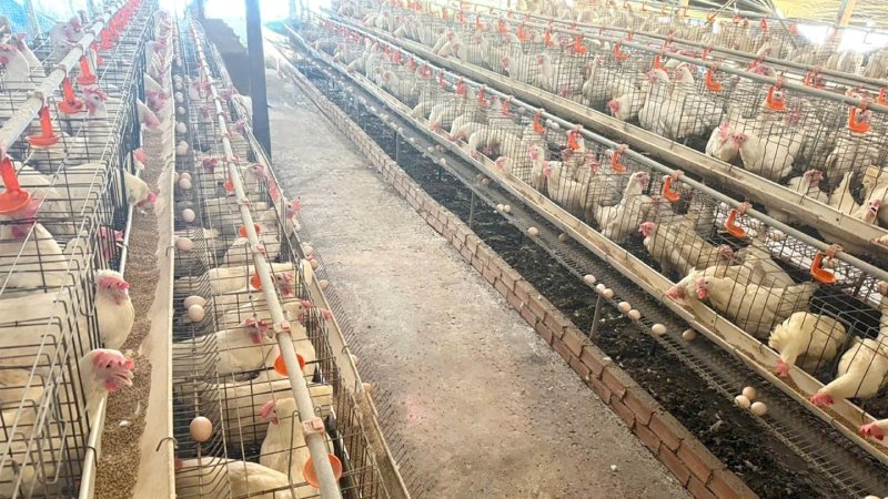 thiệt hại tin trứng gà giả