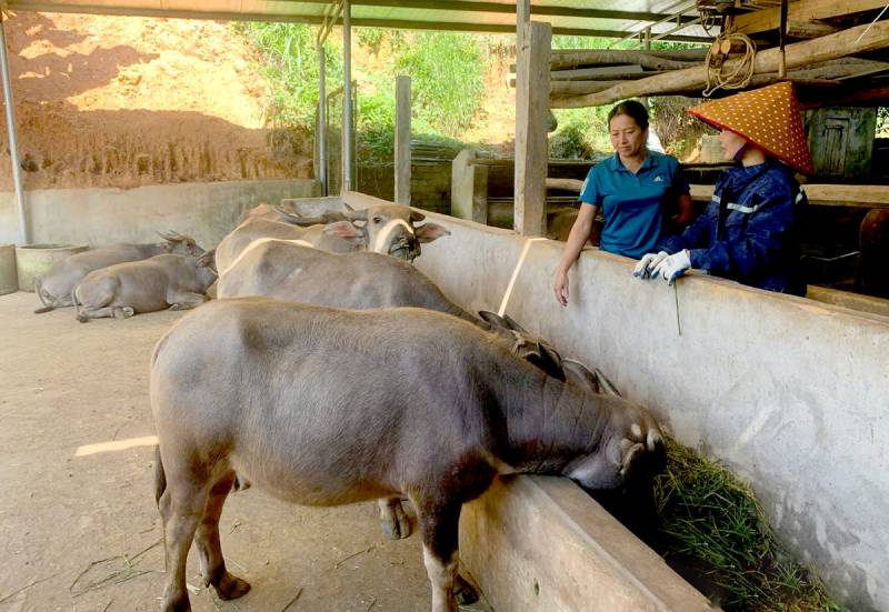 chăn nuôi tuyên quang