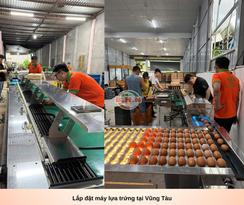 máy phân loại trứng B.H.N