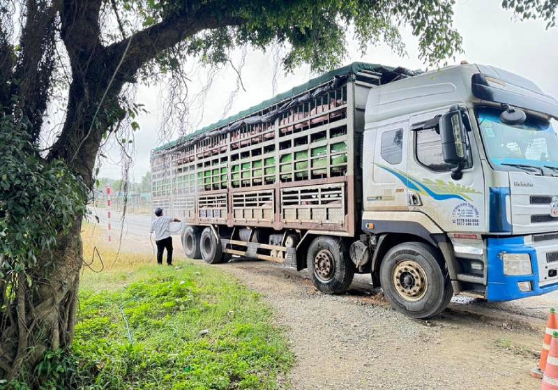dịch tả heo gia lai