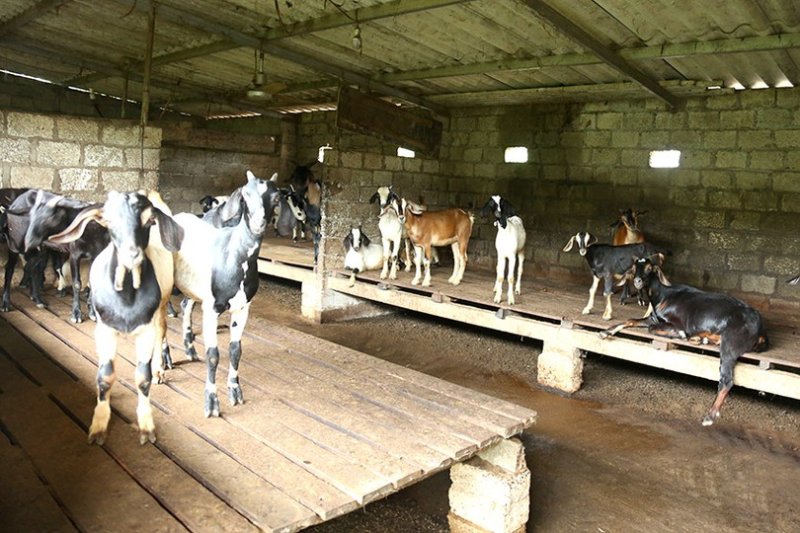 nuôi dê chăn thả tự nhiên