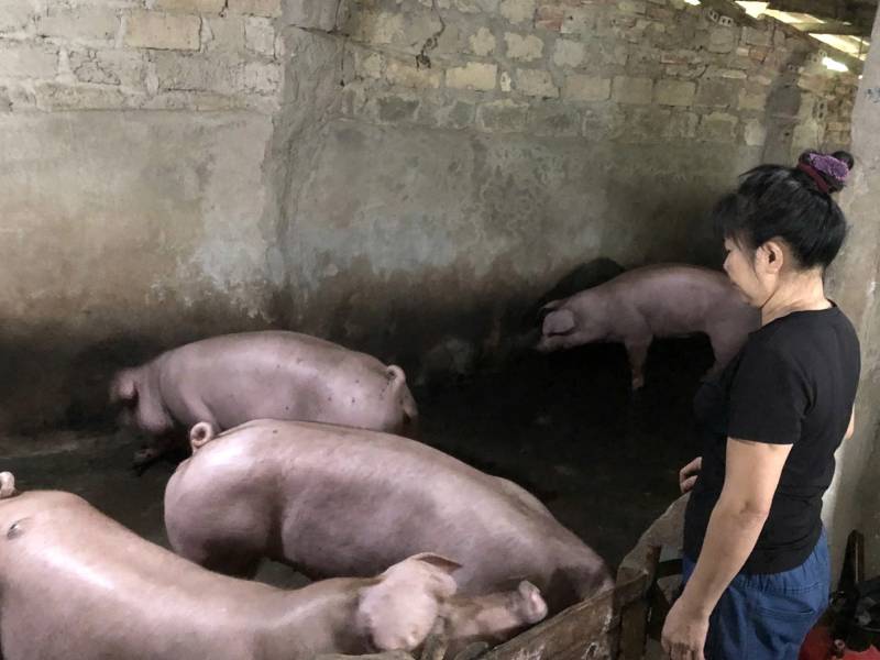 tả lợn Phú Thọ