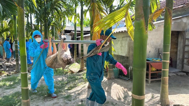 dịch tả lợn quảng ngãi