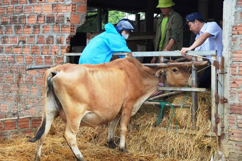 tiêm phòng cho vật nuôi