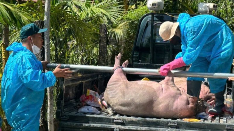 dịch tả heo châu Phi Quảng Ngãi