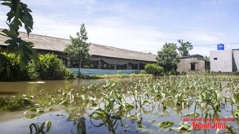 gà bị nước lũ nhấn chìm