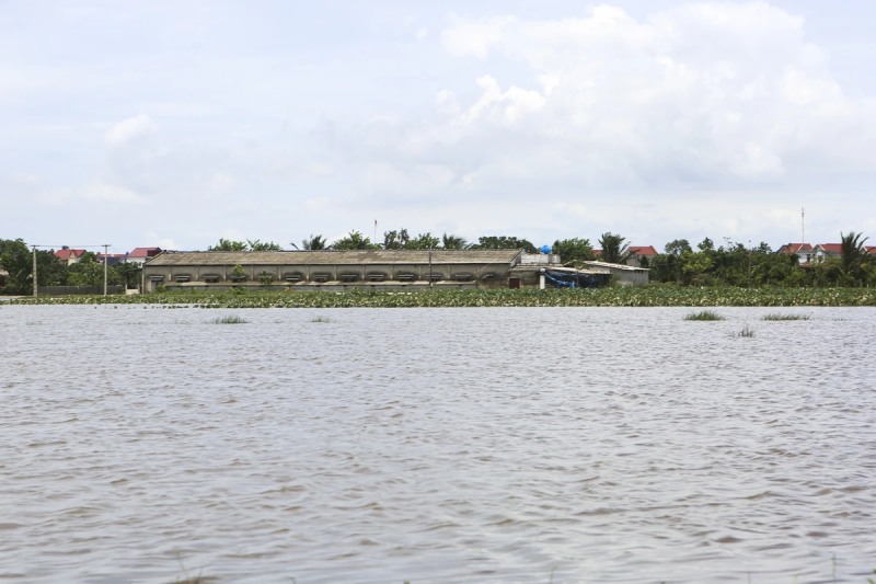 gà bị nước lũ nhấn chìm