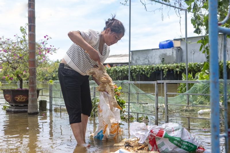 gà bị nước lũ nhấn chìm