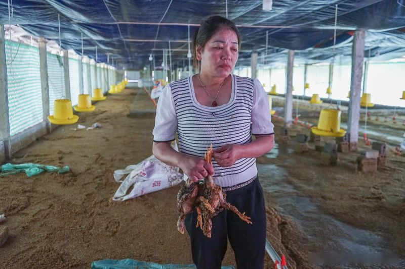 gà bị nước lũ nhấn chìm