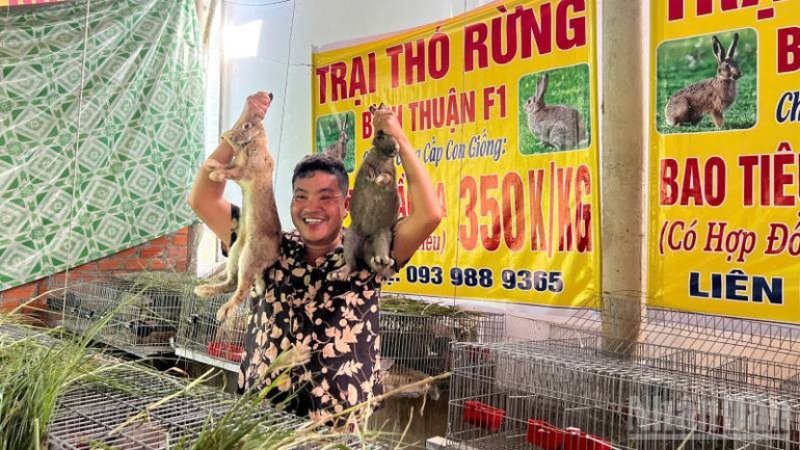 thỏ giống rừng