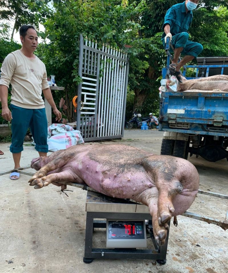 dịch tả heo châu Phi