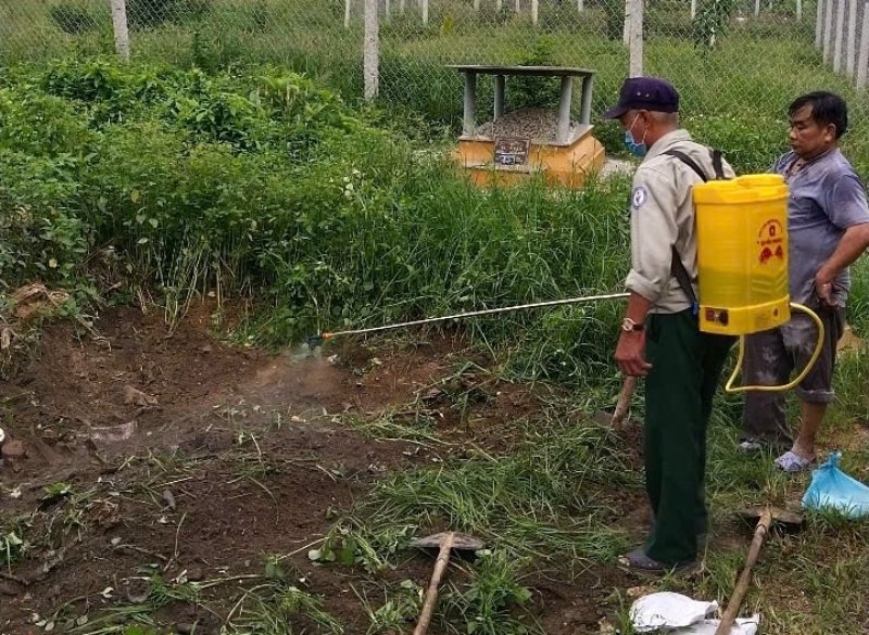 tiêu hủy lợn bệnh