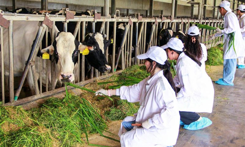 Green Farm Tây Ninh