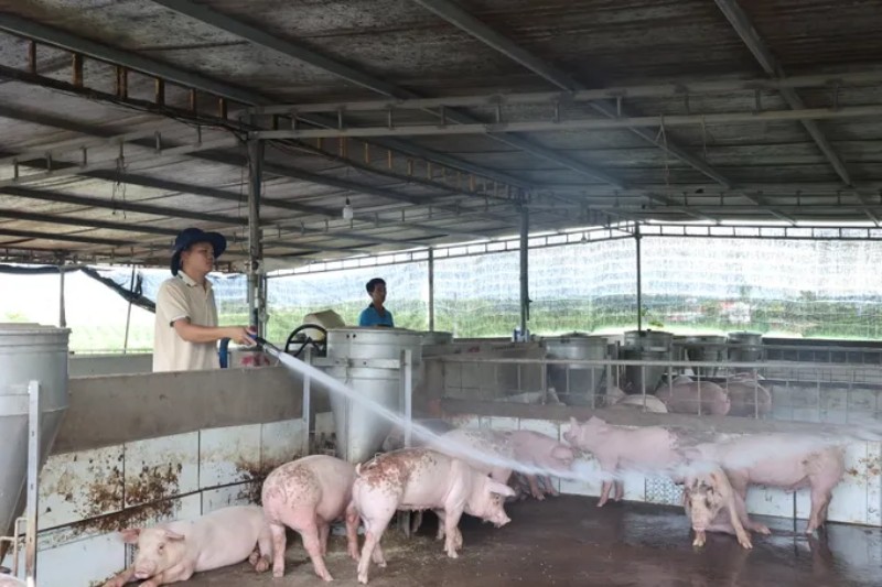 dịch tả lợn