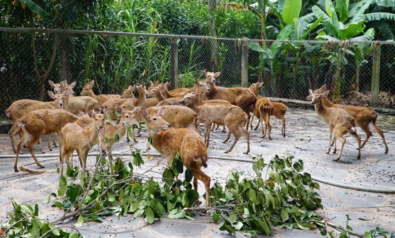 Động vật hoang dã
