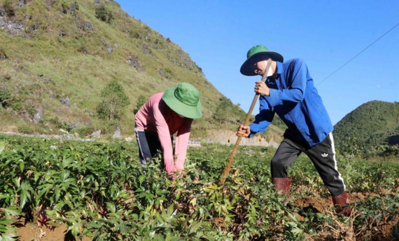nuôi ngựa bạch bằng dược liệu