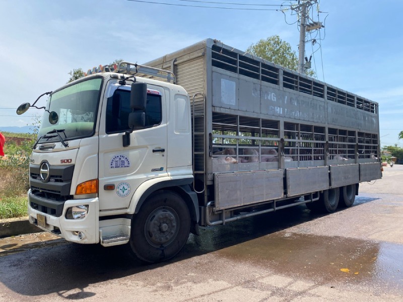 heo nhiễm dịch tả châu Phi