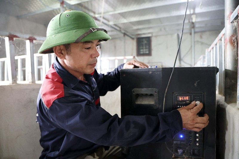 cho lợn nghe nhạc bolero