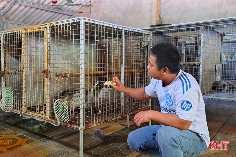 Mô hình nuôi chồn hương