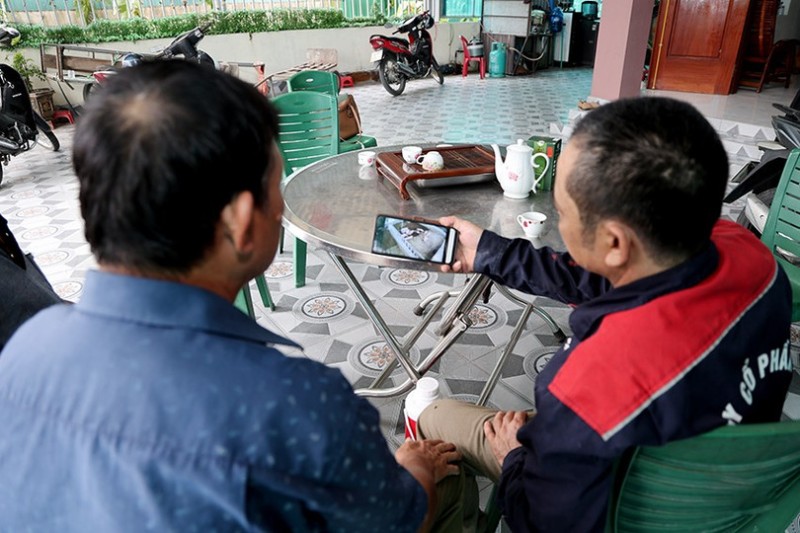 cho lợn nghe nhạc bolero