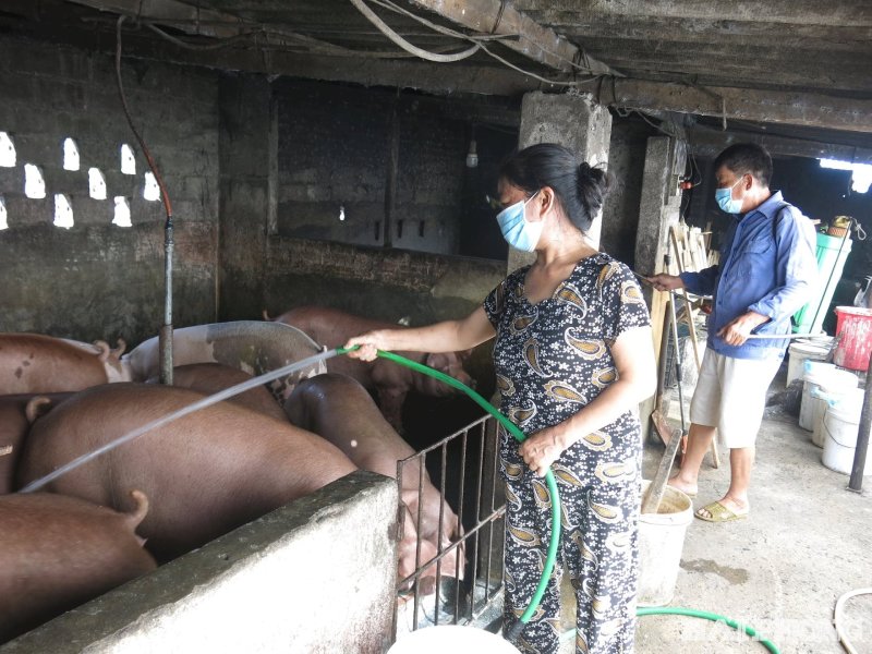 Chăn nuôi an toàn sinh học