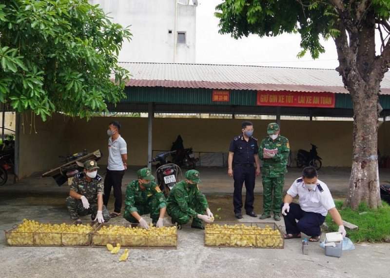 buôn lậu gia cầm