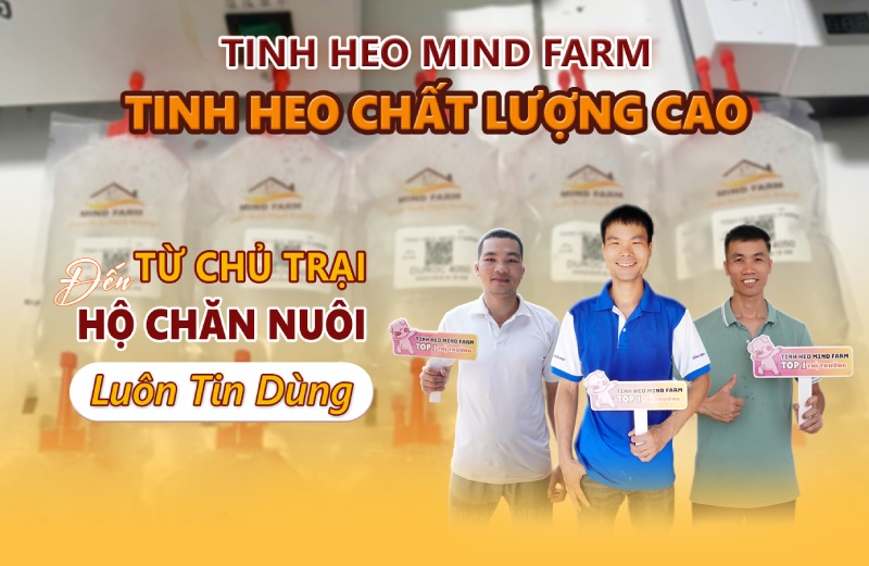 đực giống Mind Farm