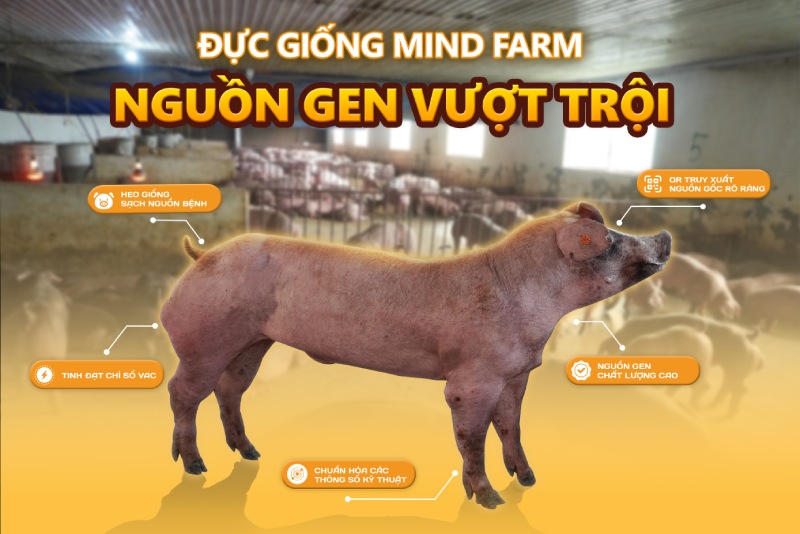 đực giống Mind Farm