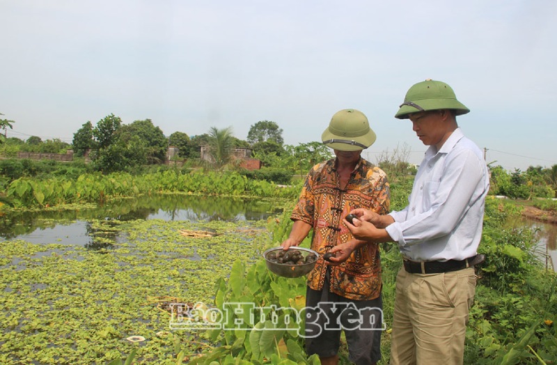 nuôi ốc bươu