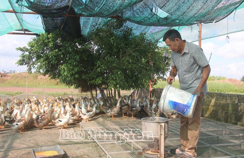 nuôi vịt biển