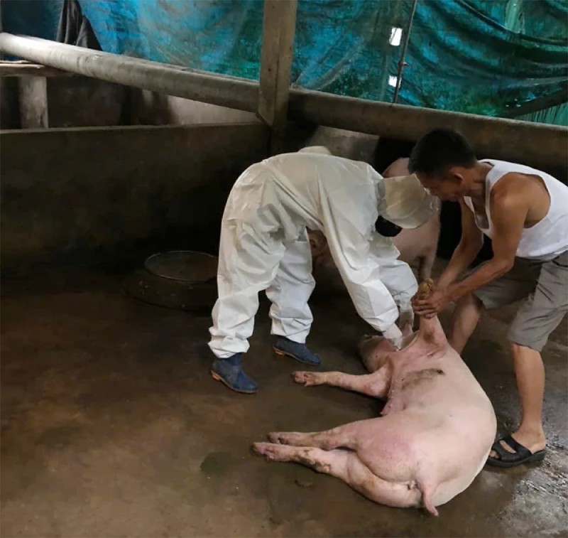 dịch tả lợn châu Phi
