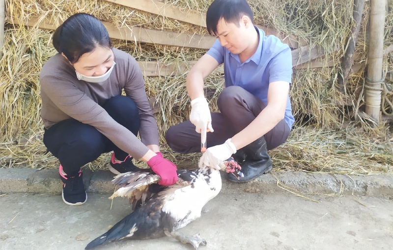 phòng dịch bệnh phú thọ