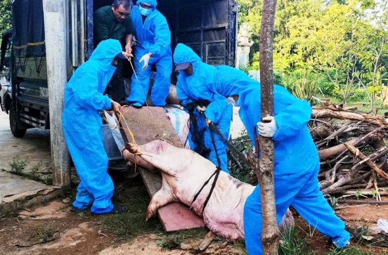 dịch tả lợn châu phi