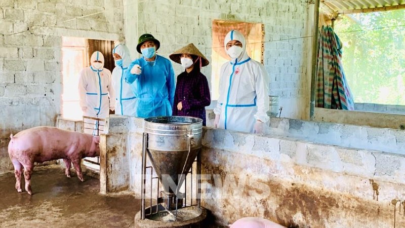 kiểm tra tình hình dịch tả lợn